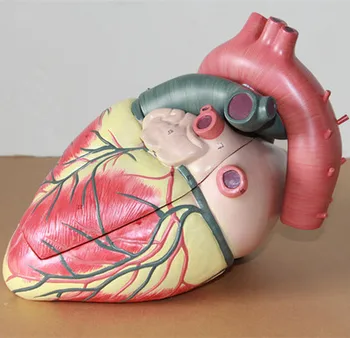  Medicīnas modeli cilvēka sirds Kardioloģijas ultraskaņas B super sirds anatomijas modelis 27*25*22 cm